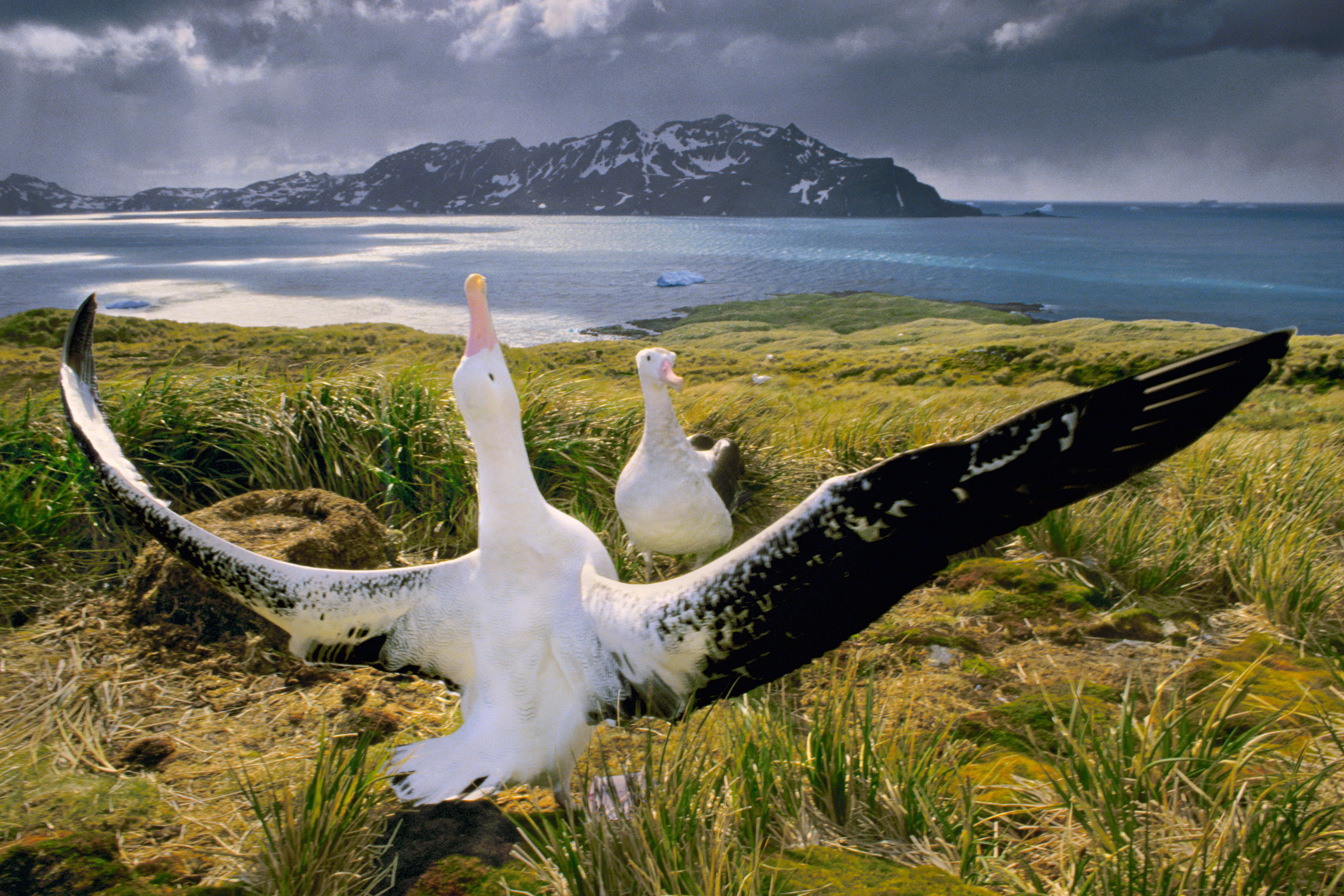 Albatros