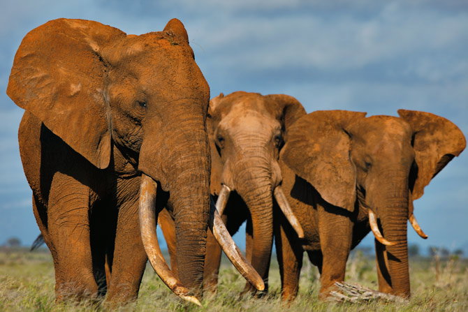 01-elephants-tusks-670