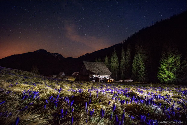 Tatrzańskie krokusy pod nocnym niebem