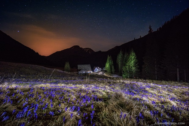 Tatrzańskie krokusy pod nocnym niebem