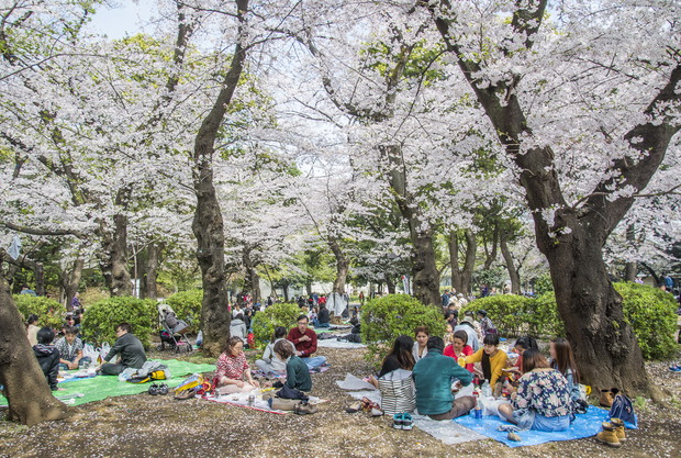 Japonia: Choć raz doświadczyć hanami