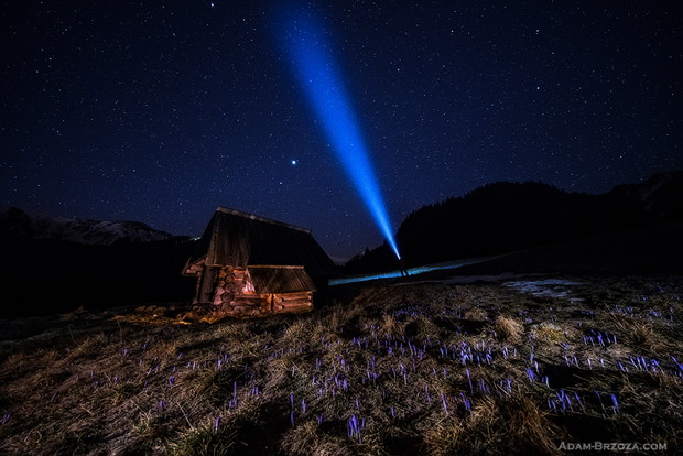 Tatrzańskie krokusy pod nocnym niebem