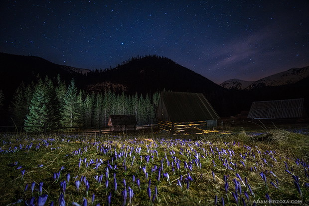 Tatrzańskie krokusy pod nocnym niebem