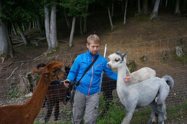 Z wizytą u alpak w Weyregg