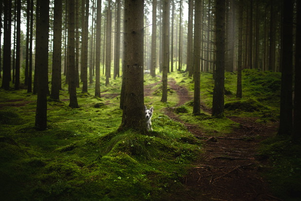 Połączyła miłość do psów i fotografii z podróżami