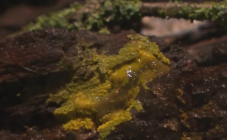 Blob fot. YT/AFP