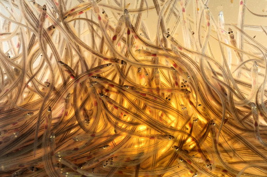 05_glass_eels_american_7_96367e12f0