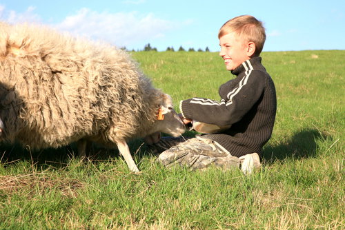 wies