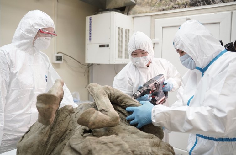 Rosjanie badają prehistoryczne wirusy uwalniane z wiecznej zmarzliny