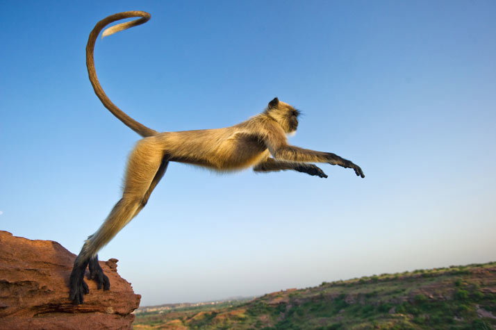 01-leaping-langur-714