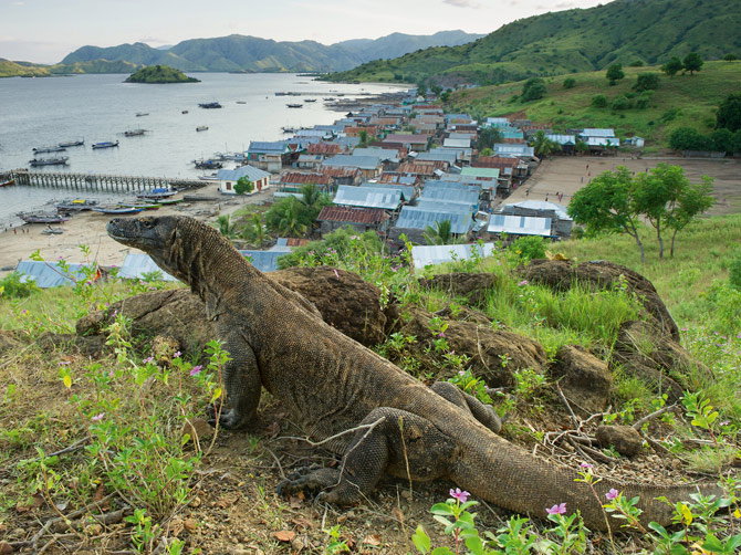 02-adult-dragon-hangs-near-kodomo-village