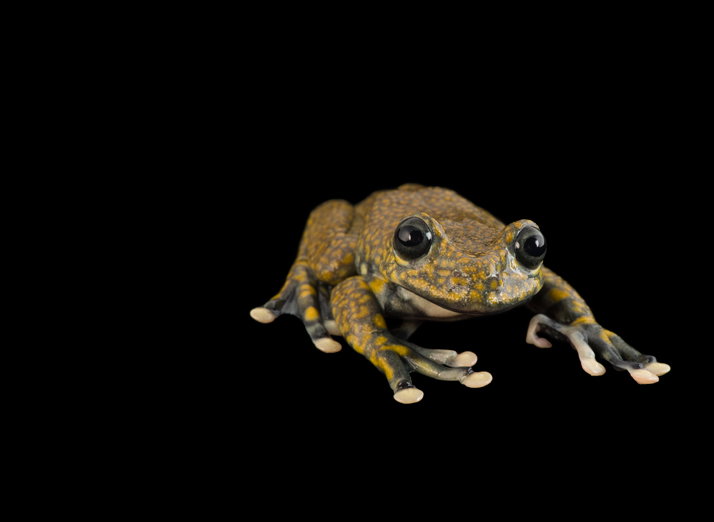 amphibian-01-714