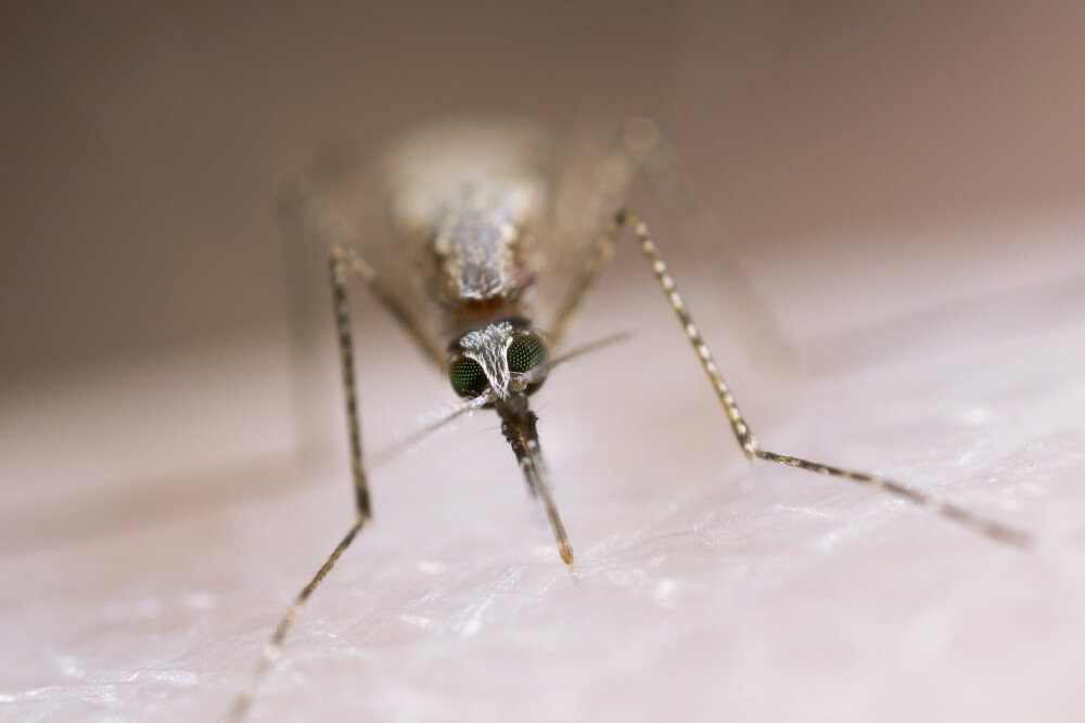 Komar, Anopheles stephensi