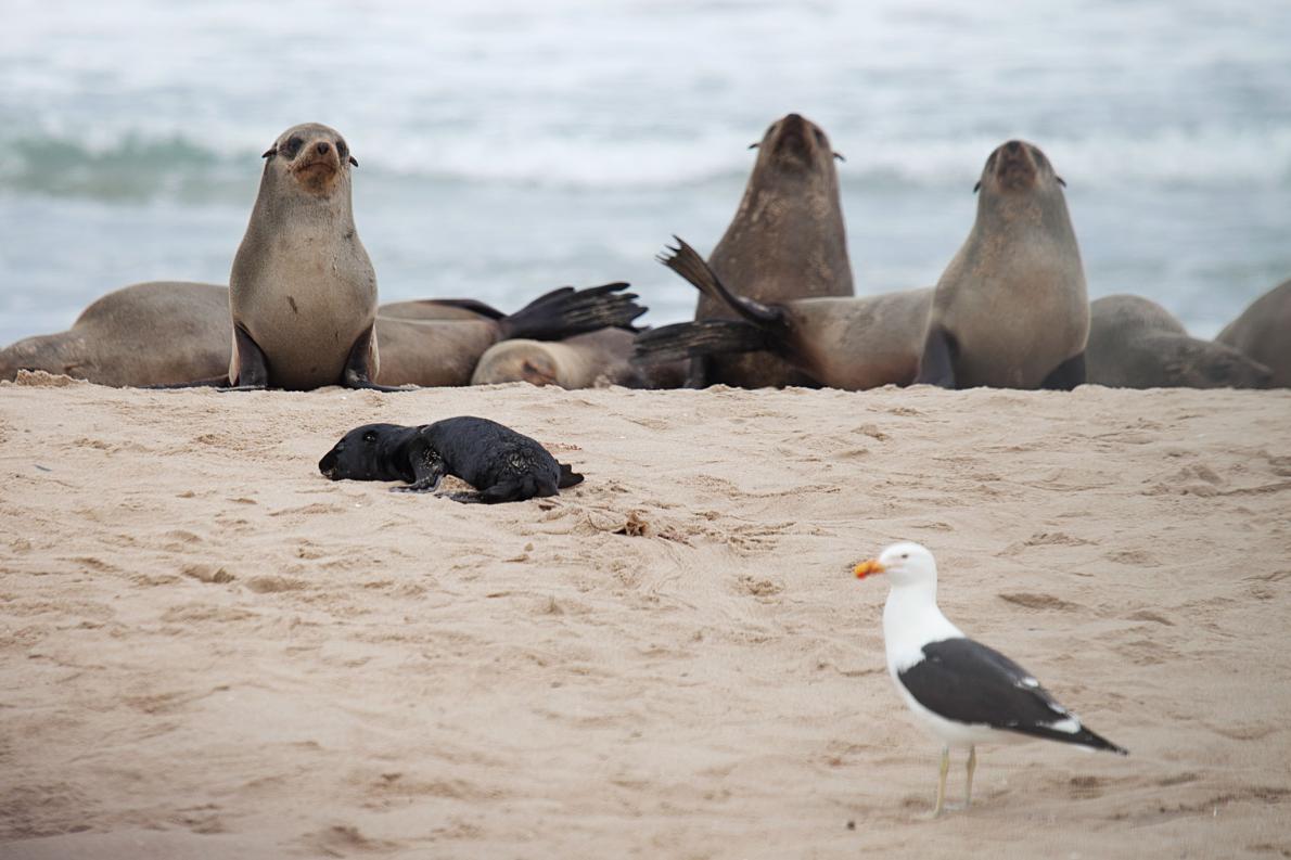 01gullseal.ngsversion.1439820314364.adapt.1190.1