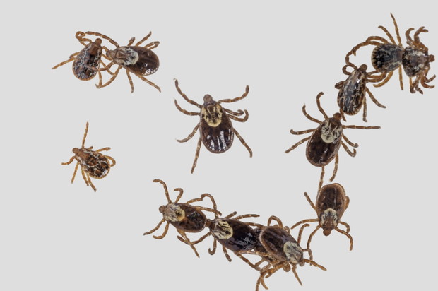Kleszcz Dermacentor variabilis
