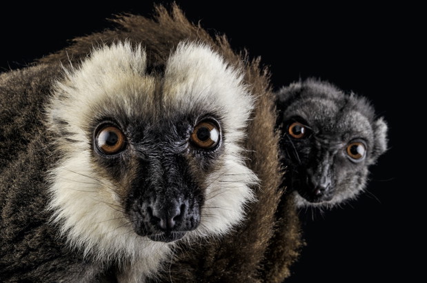 Lemur Eulemur albifrons