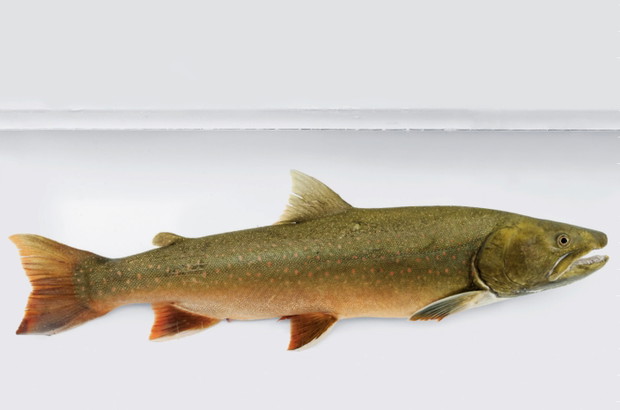 Pstrąg Salvelinus confluentus