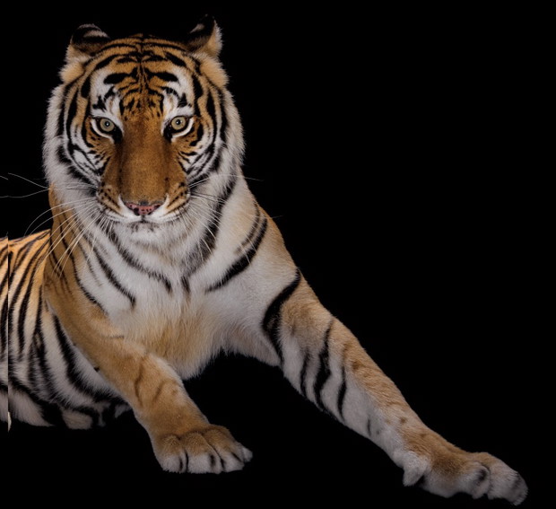 Tygrys bengalski