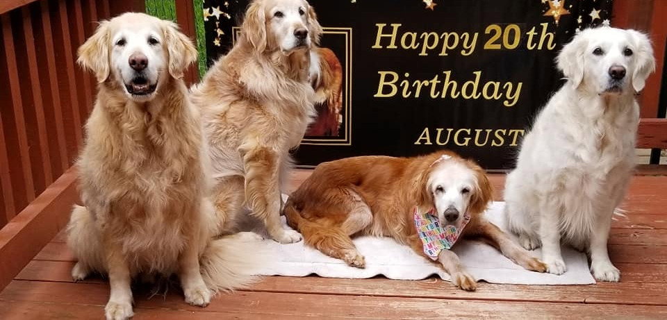 Augie – najstarszy golden retriever na świecie (fot. Facebook/GoldHeart Golden Retrievers Rescue)