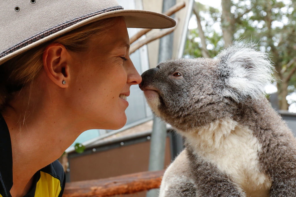 Misie koala potrzebują ochrony (fot. Getty Images)