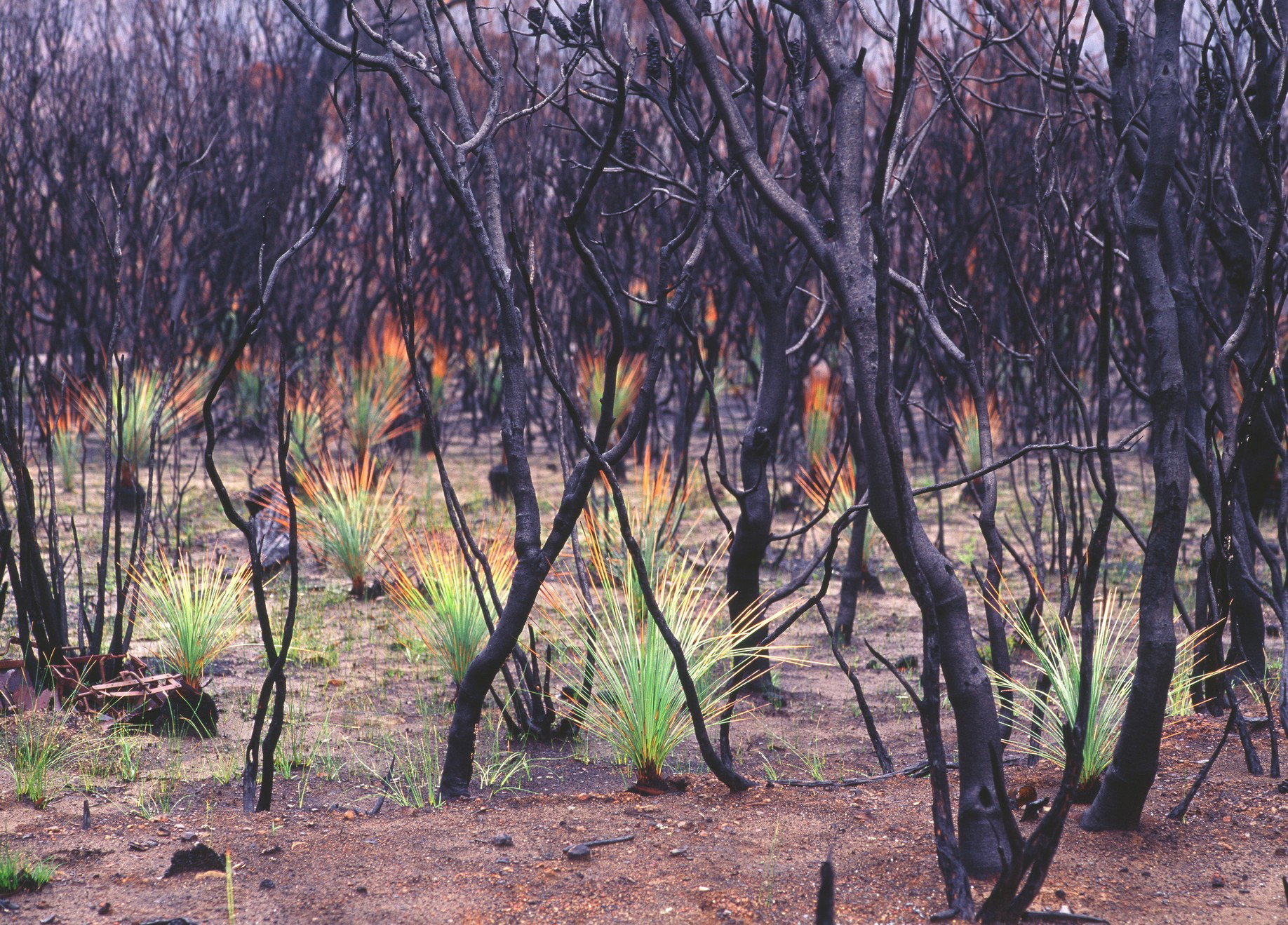 Australijska przyroda odradza się pożarach (fot. Getty Images)