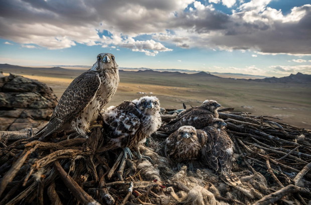 Photograph by BRENT STIRTON, Nat Geo Image Collection