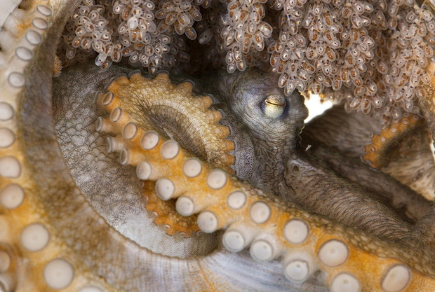 Photograph by DAVID LIITTSCHWAGER, Nat Geo Image Collection