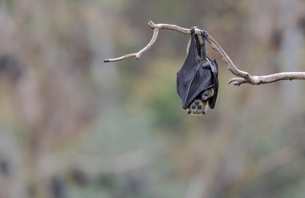Photograph by Doug Gimesy, Minden Pictures