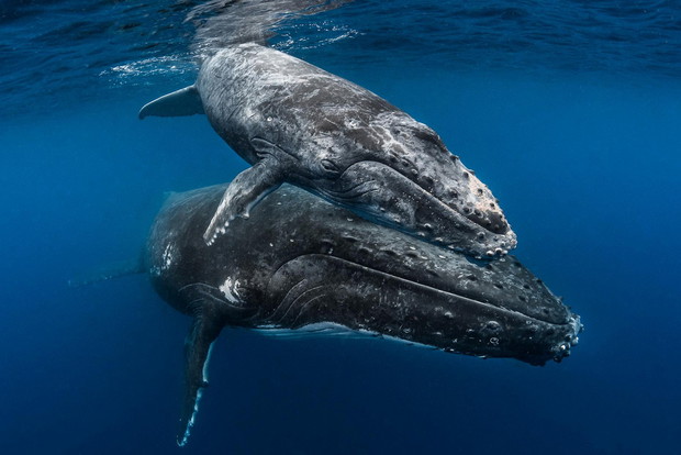 Photograph by GREG LECOEUR, Nat Geo Image Collection