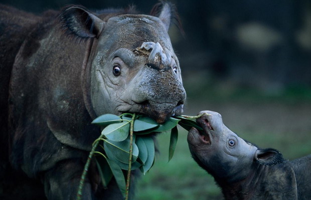 Photograph by JOEL SARTORE, Nat Geo Image Collection