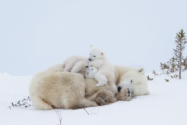 (Photograph by NORBERT ROSING, Nat Geo Image Collection)