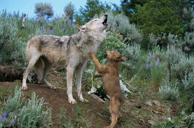 Photograph by NORBERT ROSING, Nat Geo Image Collection