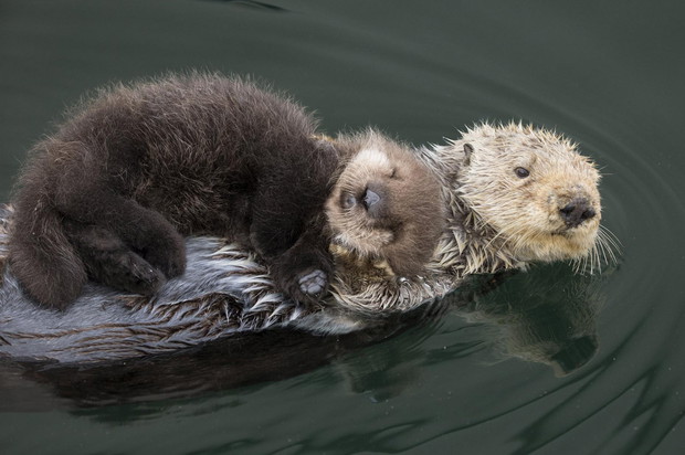 Photograph by Suzi Eszterhas, Minden Pictures