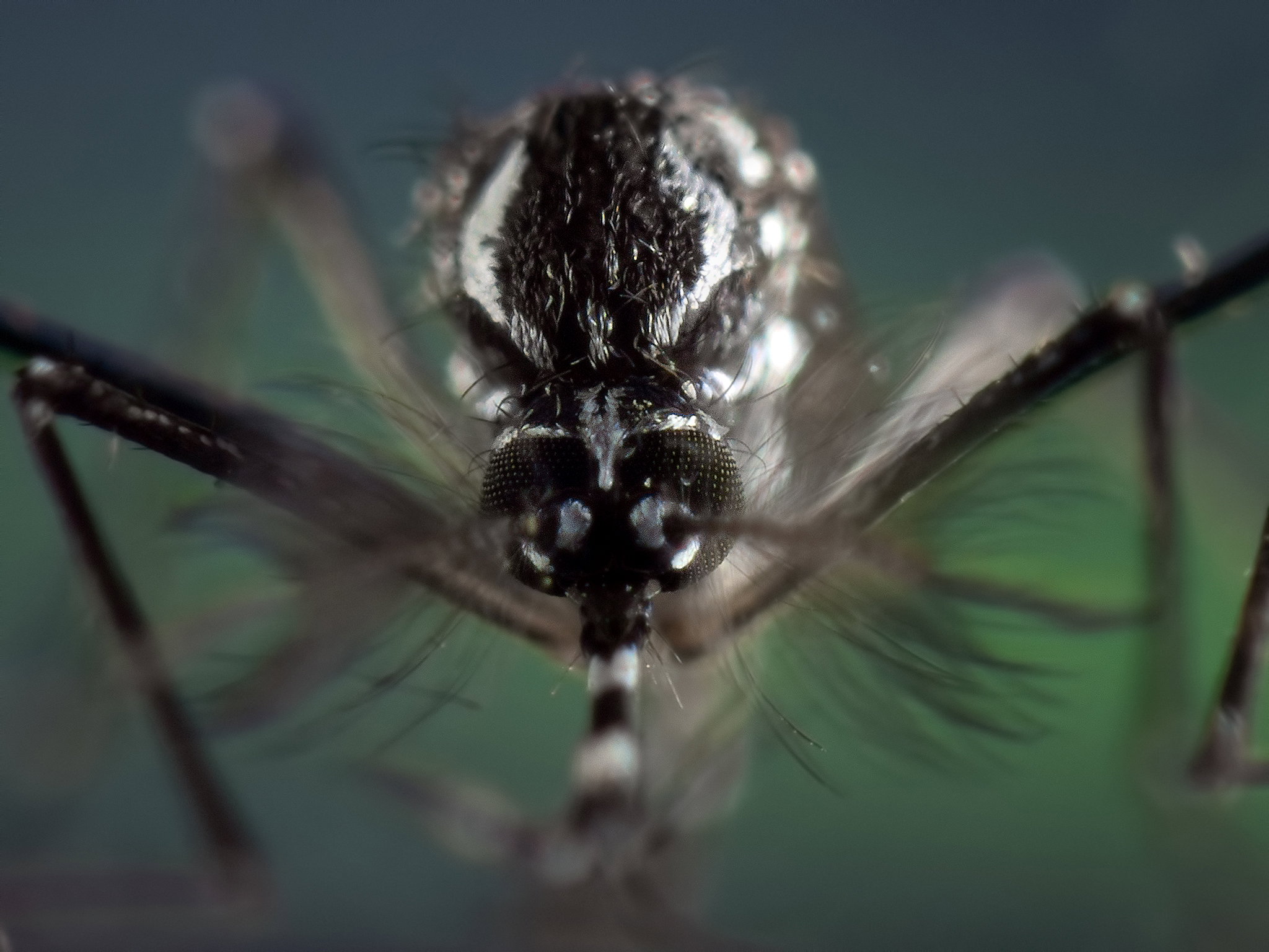 Aedes aegypti