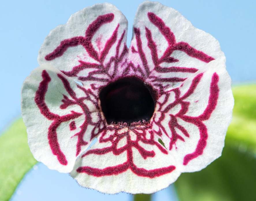Kroplik ogrodowy (z łac. mimulus pictus) fot. National-Geographic