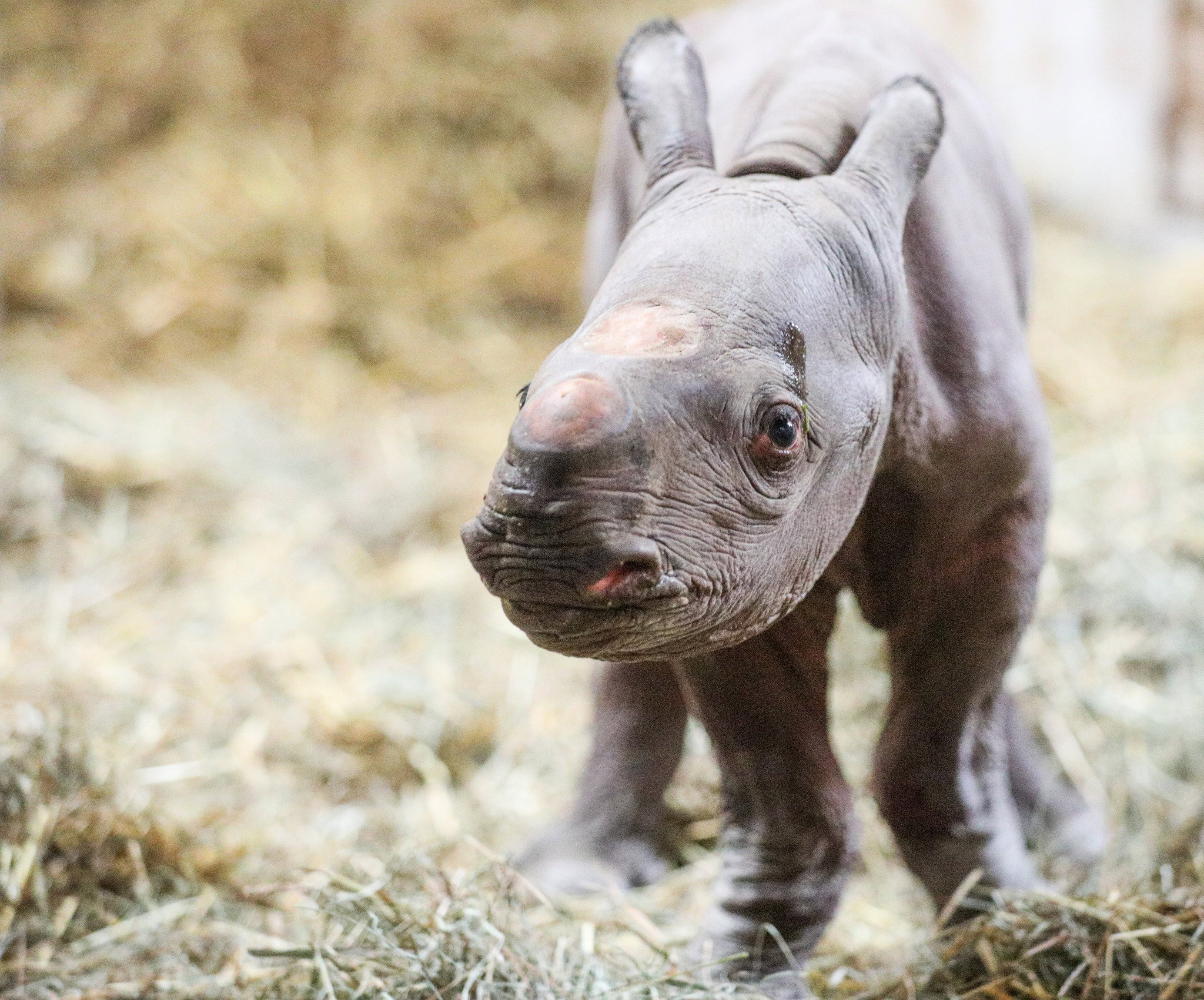 Nosorożec czarny to gatunek krytycznie zagrożony (fot. Facebook/Potter Park Zoo)
