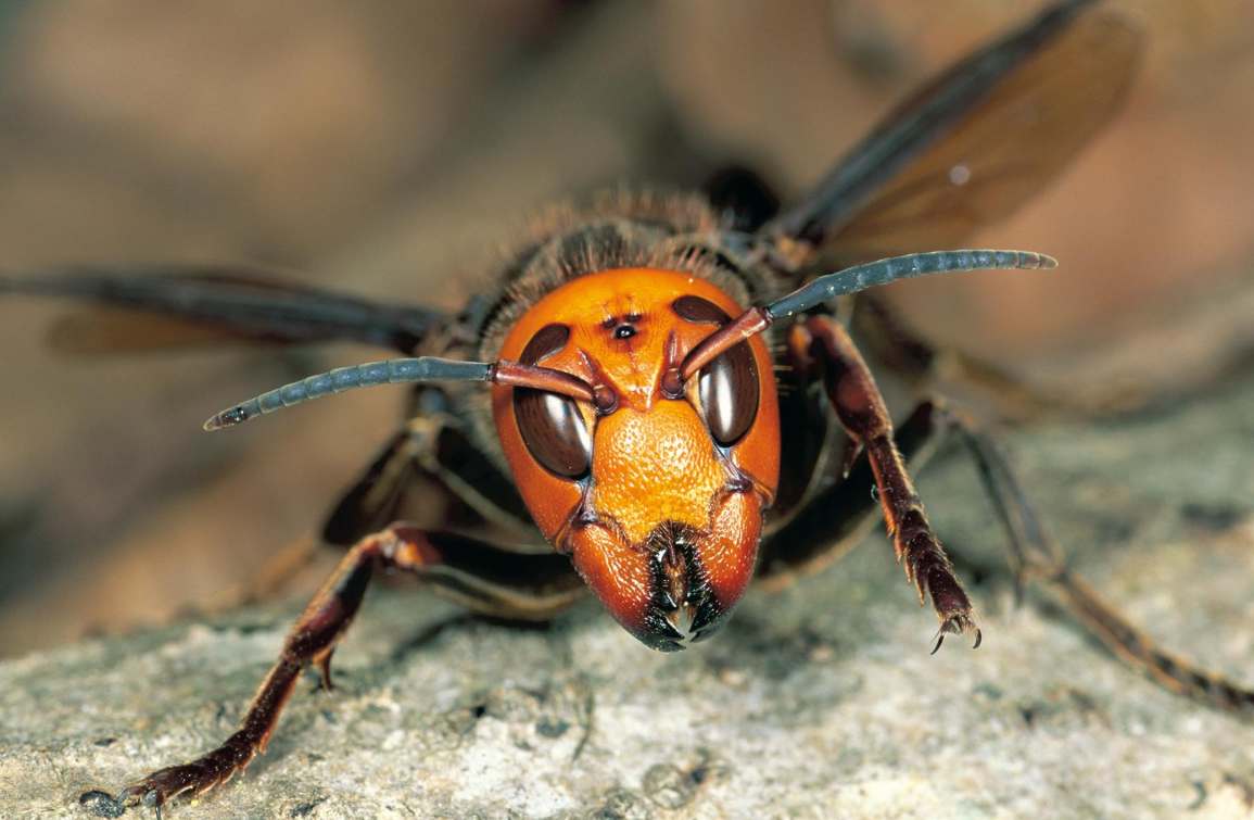 Azjatycki szerszeń (Vespa mandarinia) fot. ATSUO FUJIMARU, MINDEN PICTURES/NATIONAL-GEOGRAPHIC