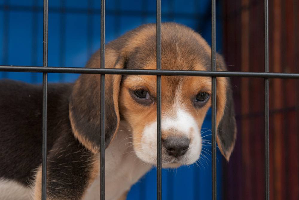 Pies to nie prezent – mówi szefowa Schroniska dla Zwierząt w Białymstoku i informuje, że do 10 stycznia 2020 roku wstrzymane zostały adopcje psów poniżej 6 miesiąca życia. Wszystko dlatego, że w okresie świątecznym szczenięta często przygarniane są po to,