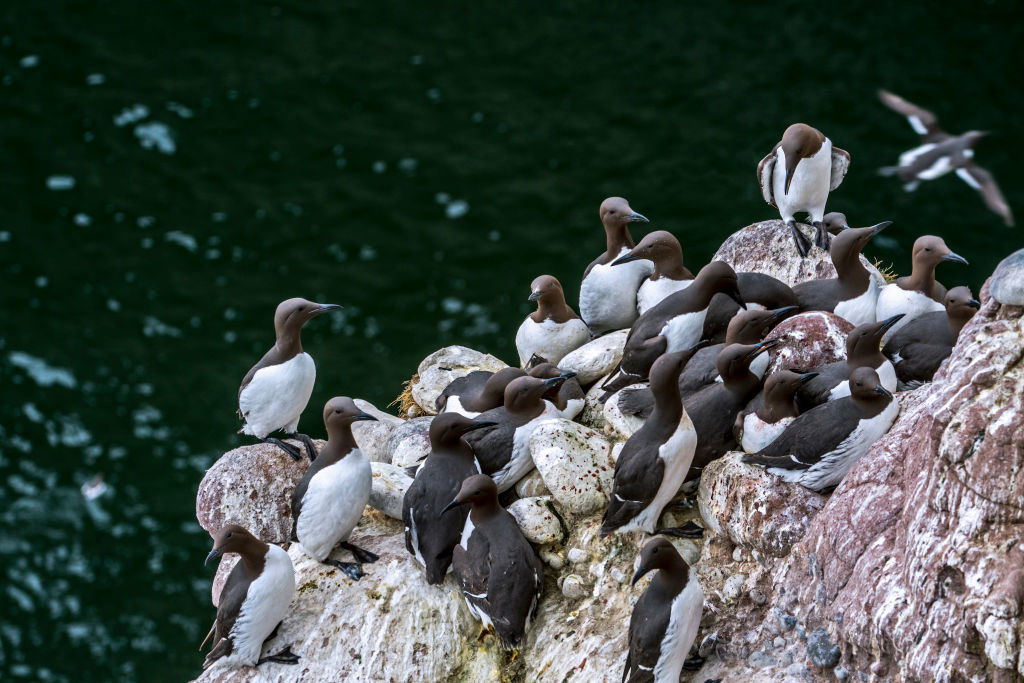 W wyniku ocieplenia wód oceanu mogło zginąć nawet milion ptaków (Photo by: ARTERRA/Universal Images Group via Getty Images)