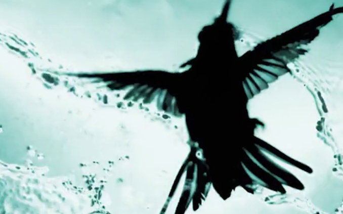 Piękno w najczystszej postaci. Naukowcy sfilmowali kolibry, które latają przez wodospady