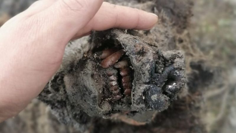 Znaleziono doskonale zachowane szczątki niedźwiedzia z epoki lodowcowej