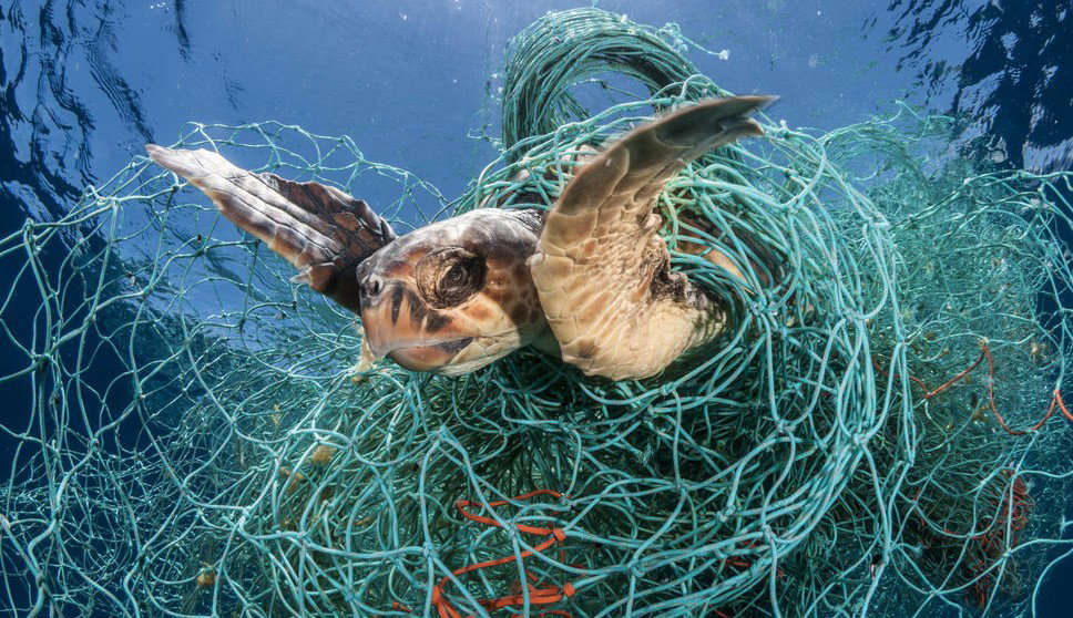 Z roku na rok rośnie liczba gatunków zagrożonych wyginięciem (naturepl.com / Jordi Chias / WWF)