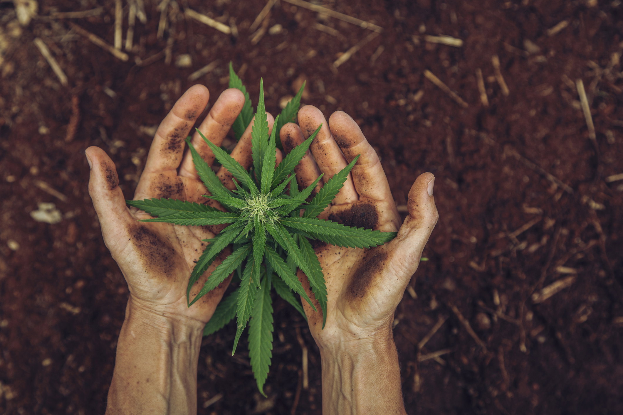 marihuana