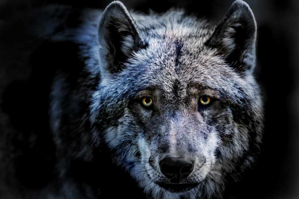 Wilk fot. Getty Images