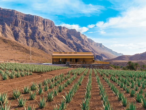 Finca Canarias Aloe Vera in Fataga