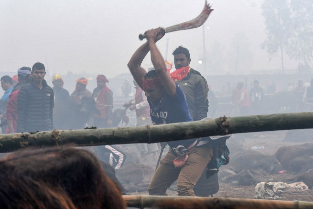 W Nepalu trwa najbardziej barbarzyński festiwal na świecie fot. PRAKASH MATHEMA/AFP/East News