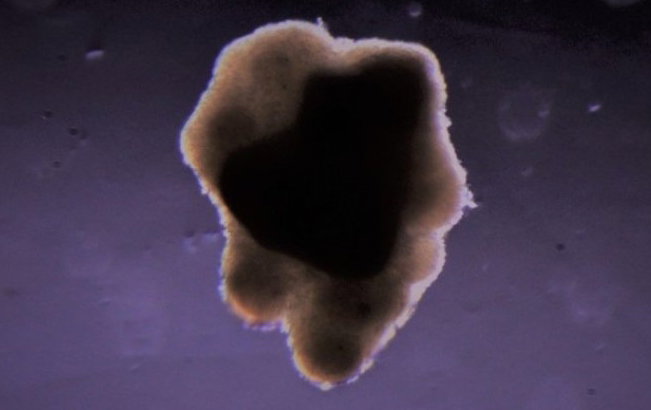 Po raz pierwszy wyhodowaliśmy mięso w kosmosie. Co to oznacza dla naszej pozaziemskiej przyszłości? fot. 3D Bioprinting Solutions