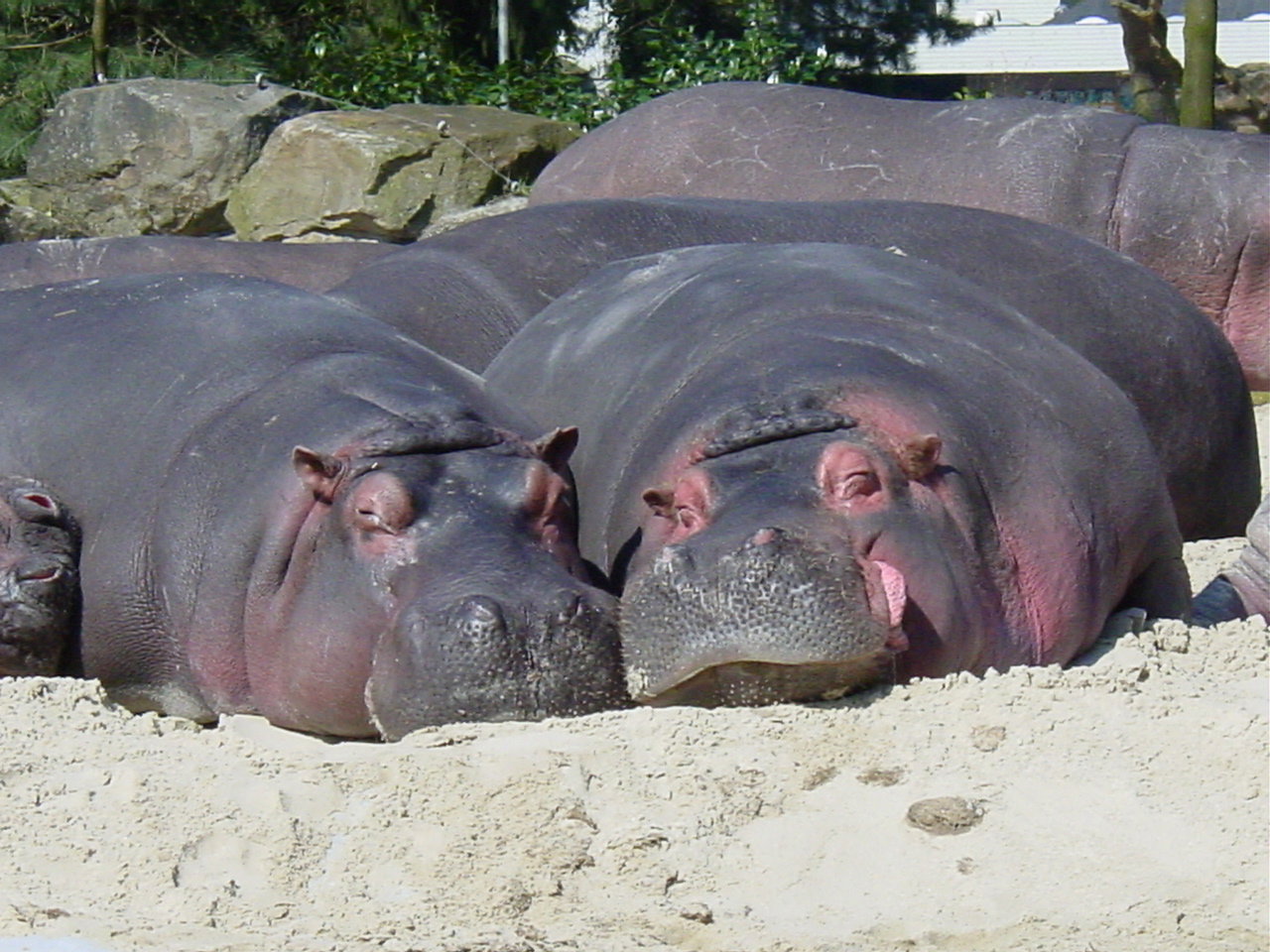 Hipopotamy