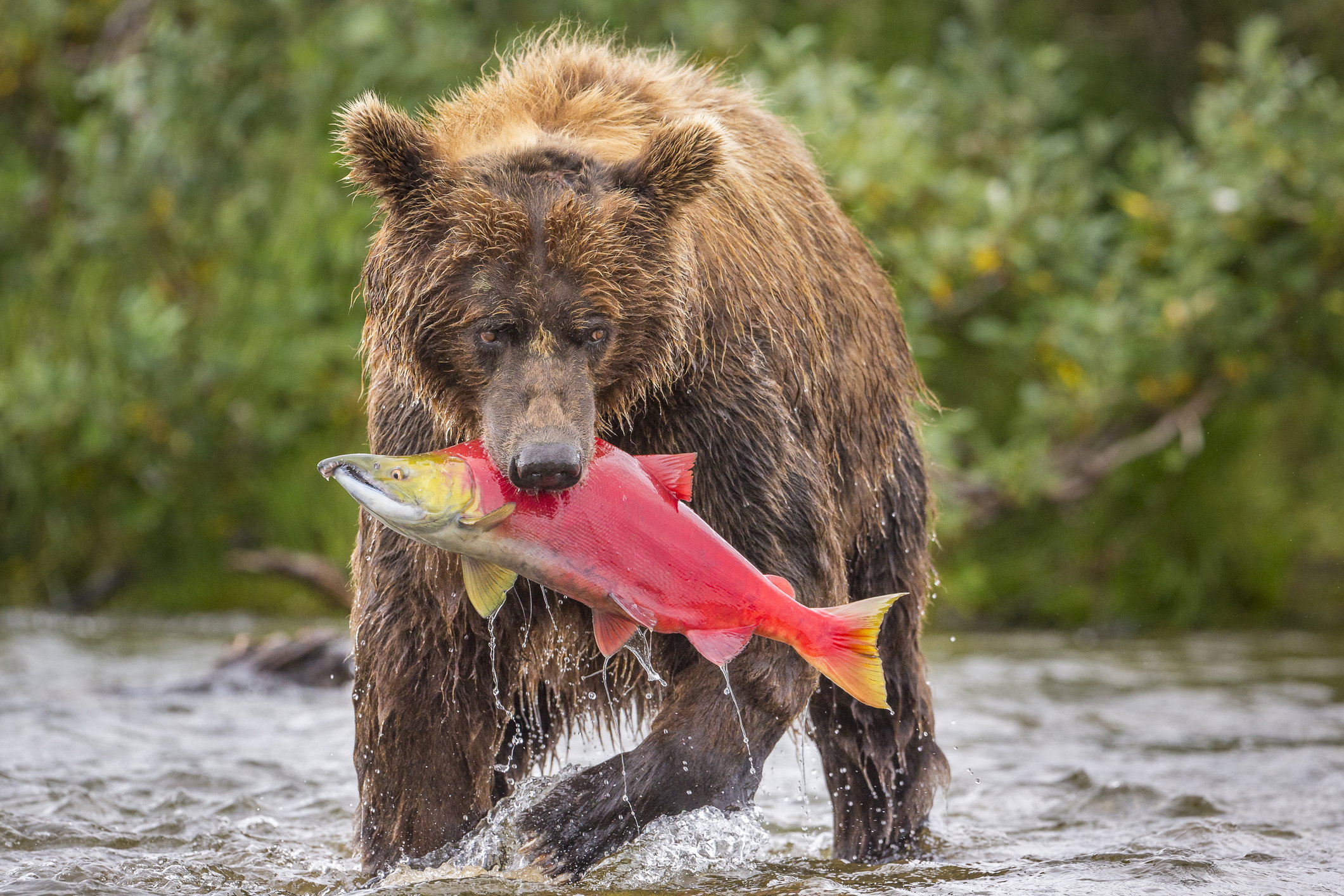 alaska zwierzęta