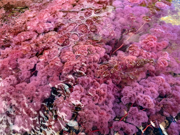 Caño Cristales